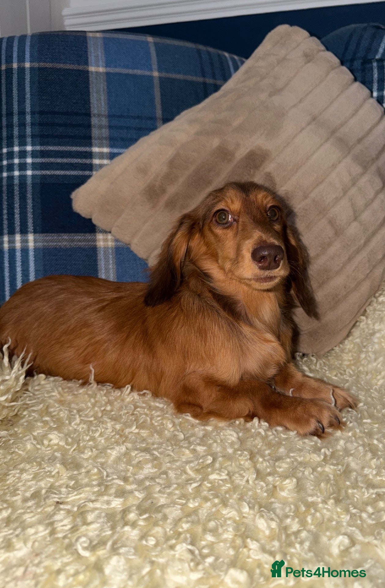 Miniature Dachshund dogs for sale: 🩷Stunning Long Haired Mini Dachshunds💙 - Advert 2