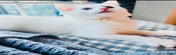 Persian cats for sale: 🚨URGENT🚨White Persian X Angora Female kitten    - Advert 4