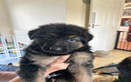 German Shepherd dogs for sale: Pedigree German Shepherd puppies - Image 7