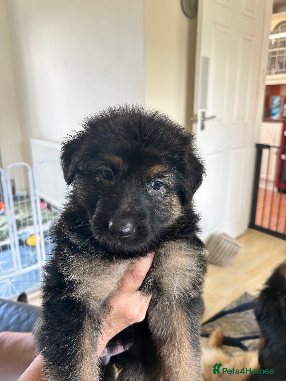 German Shepherd dogs for sale: Pedigree German Shepherd puppies - Image 7