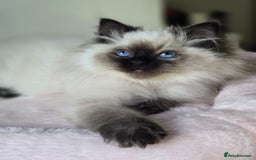 Ragdoll cats for sale: 6 Perfect Affectionate, Ready2Go Pedigree Kittens! - Advert 16