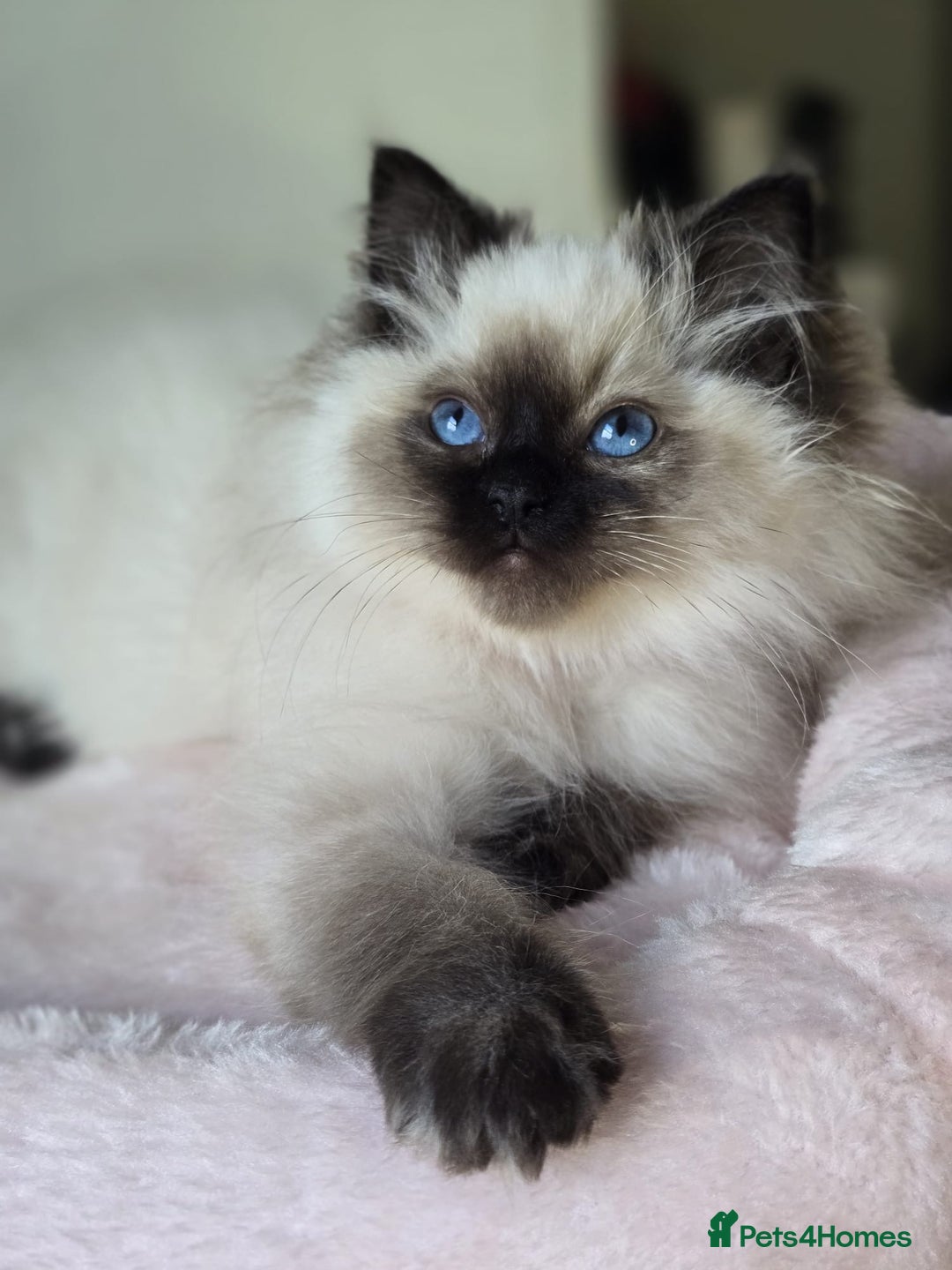 Ragdoll cats for sale: 6 Perfect Affectionate, Ready2Go Pedigree Kittens! - Advert 16