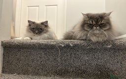 Ragdoll cats for sale: Loving Indoor Cat Duo Seeking Their Forever Home  - Image 3