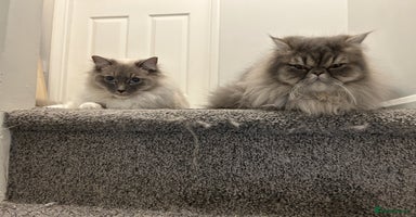Ragdoll cats - Advert 5