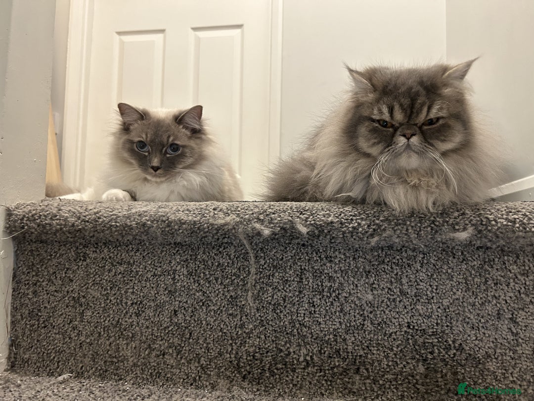 Ragdoll cats for sale: Loving Indoor Cat Duo Seeking Their Forever Home  - Image 3