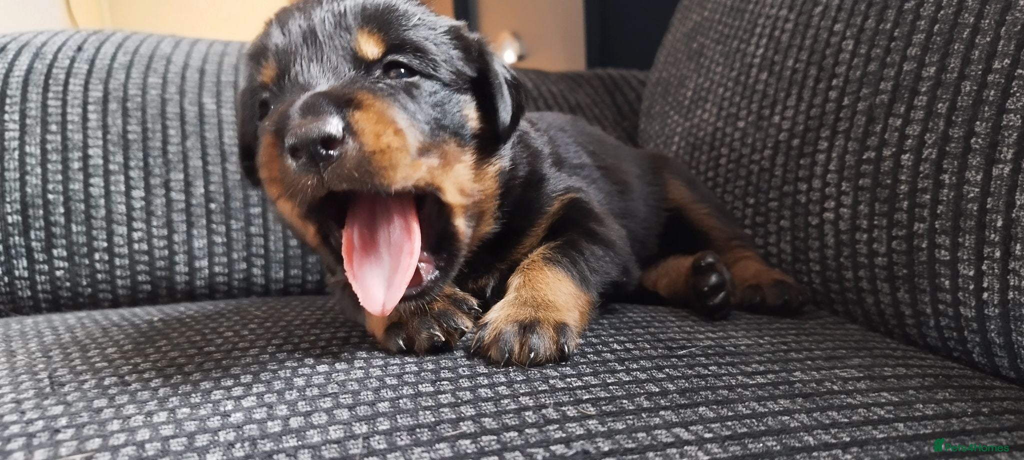 Rottweiler dogs Rottweiler puppies for sale - Advert 14