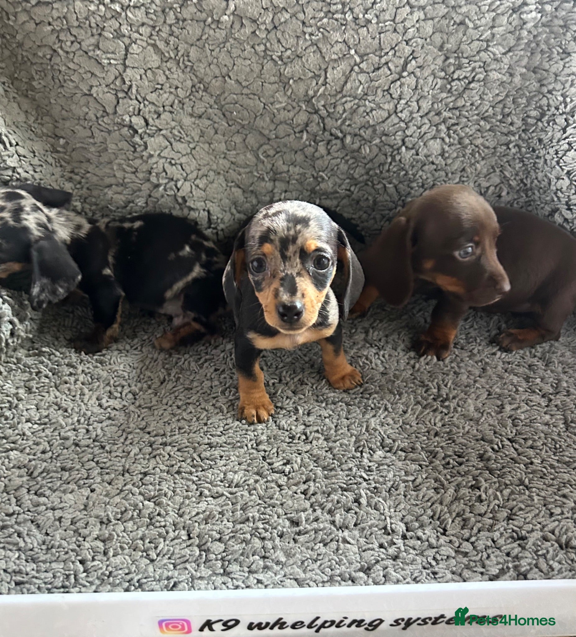 Dachshund dogs 2 gorgeous dappled and 1 brown Dachshund puppies  - Advert 2