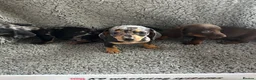 Dachshund dogs for sale: 2 gorgeous dappled and 1 brown Dachshund puppies  in Godalming - Advert 2