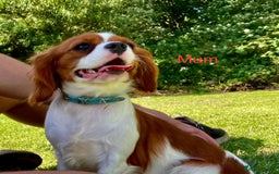 Cavalier King Charles Spaniel dogs for sale: 🐶 KC, RUBY RED cavalier King Charles !!!!  - Image 8