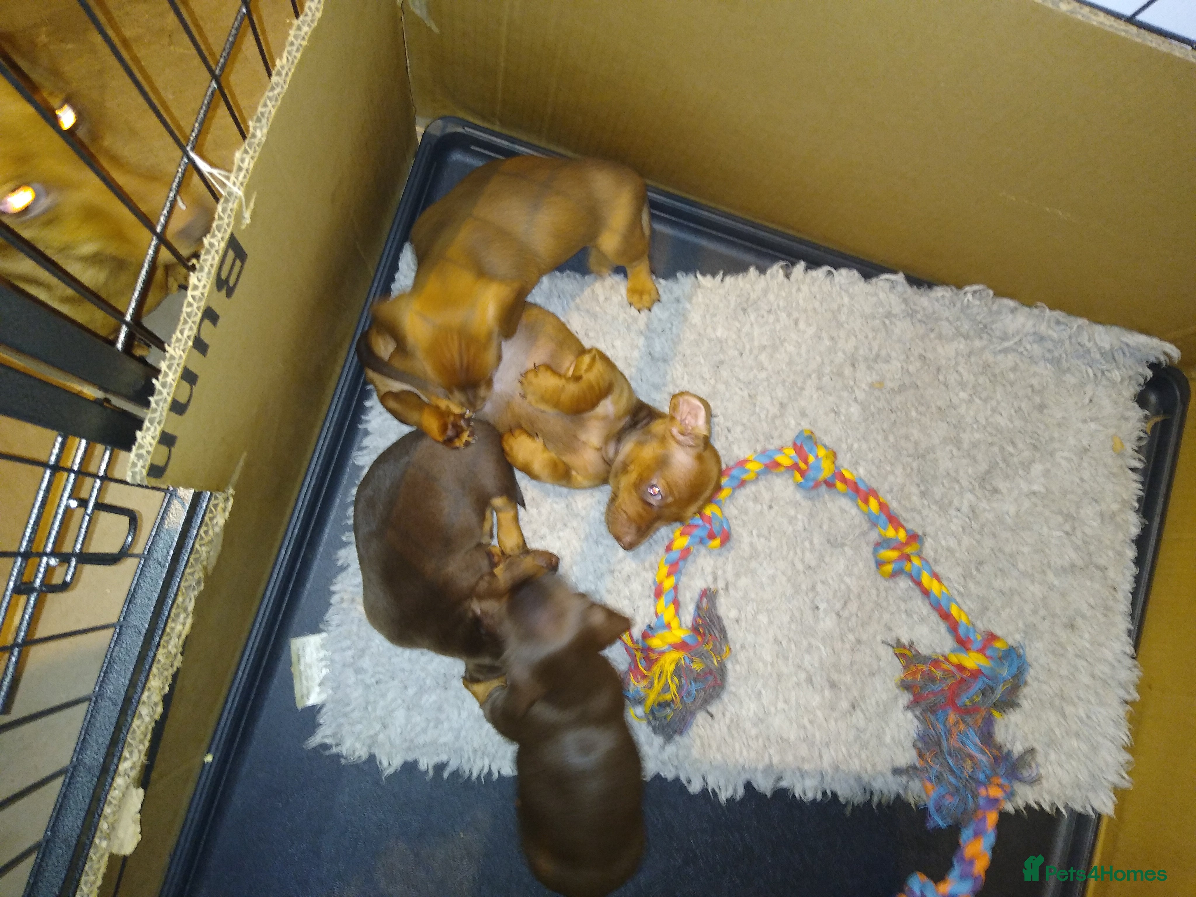 Miniature Dachshund dogs Miniature dachshund pups for sale - Advert 1