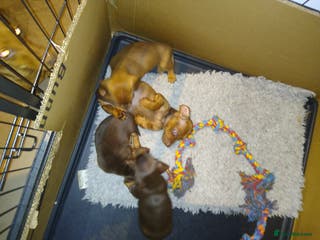 Miniature Dachshund dogs Miniature dachshund pups for sale - Advert 1
