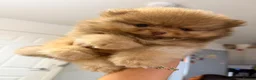 Pomeranian dogs for sale: 💙 Blue Merle Teddy Bear Pomeranian Boy 🧸 in Oldham - Advert 11
