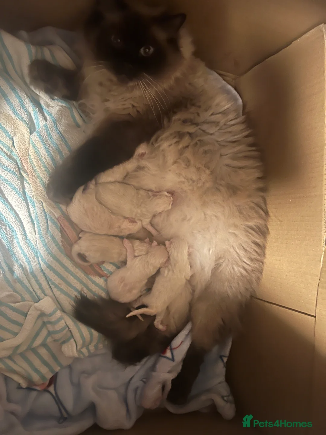 Ragdoll cats for sale: 1 Girl 💜 1 Boy 💙 - Advert 1