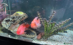 Cichlids fish for sale: Parrot fish x 2 1x random fish - Image 2