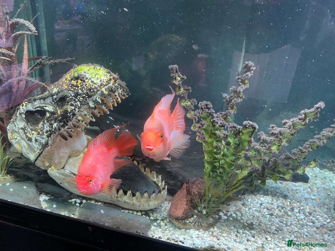 Cichlids fish for sale: Parrot fish x 2 1x random fish - Image 2