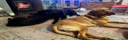 Labrador Retriever dogs for sale: KC registered Fox Red Labrador Puppies in Whitchurch - Advert 12