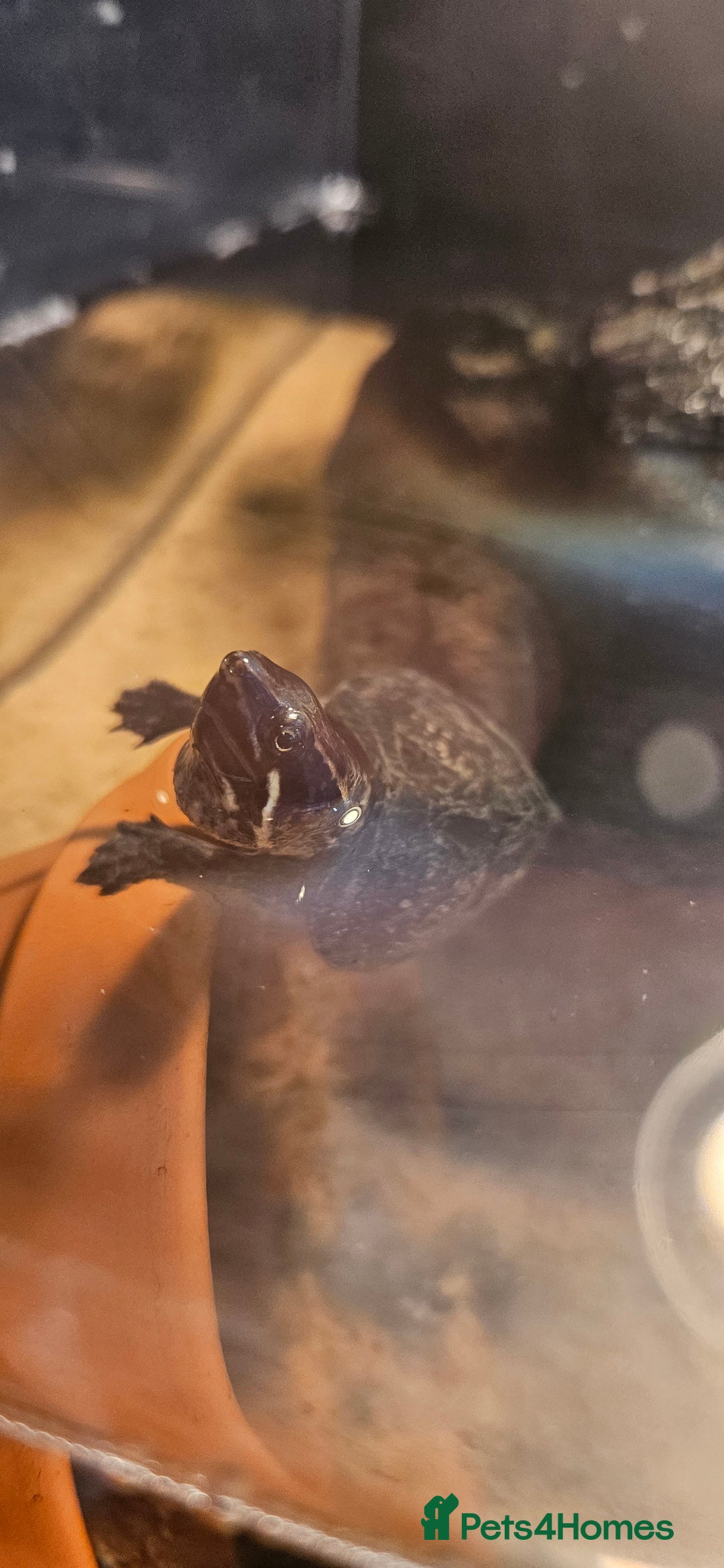 Turtle reptiles for sale: 2 musk turtles  - Image 2