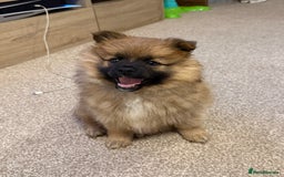 German Spitz dogs for sale: German spitz - Image 2
