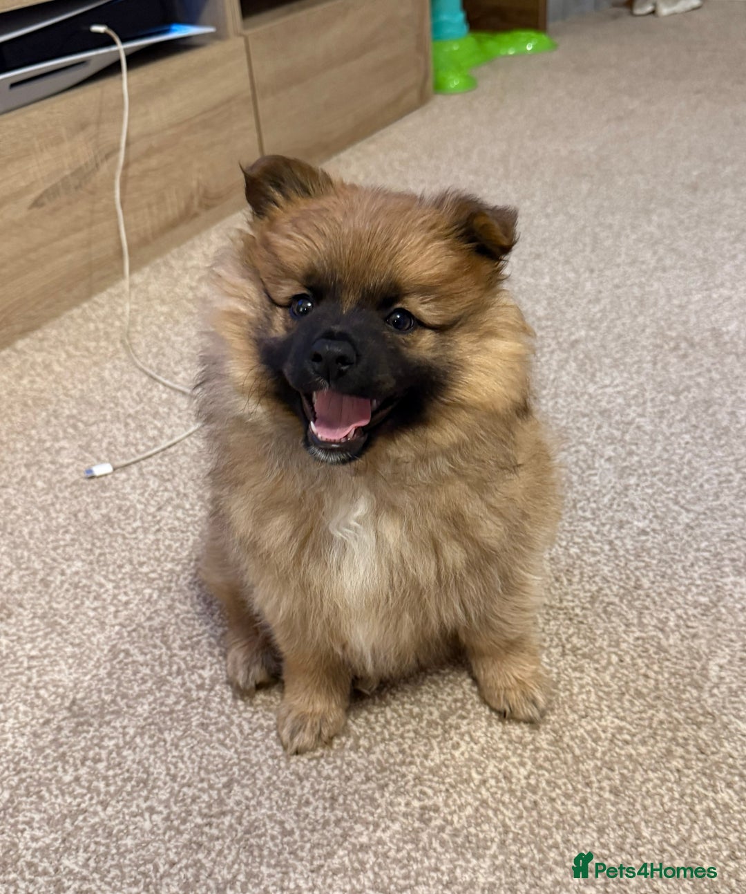 German Spitz dogs for sale: German spitz - Image 2