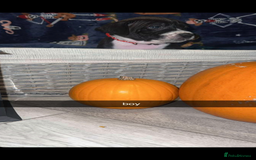 Mixed Breed dogs for sale: beautiful cane corso/ staff pups 7 left  - Image 9