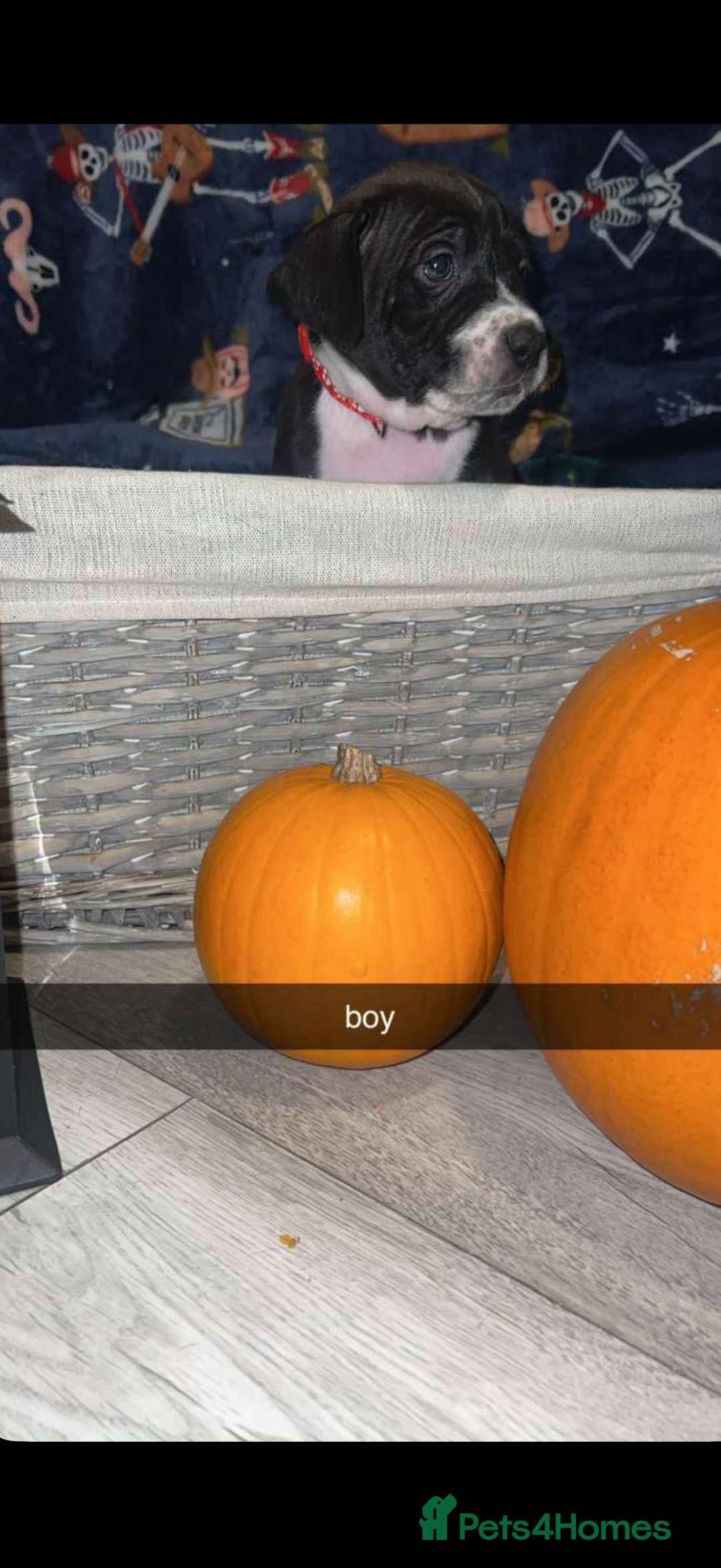 Mixed Breed dogs for sale: beautiful cane corso/ staff pups 7 left  - Image 9