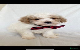 Cavapoo dogs for sale: Beautiful Cavapoo’s - Image 11