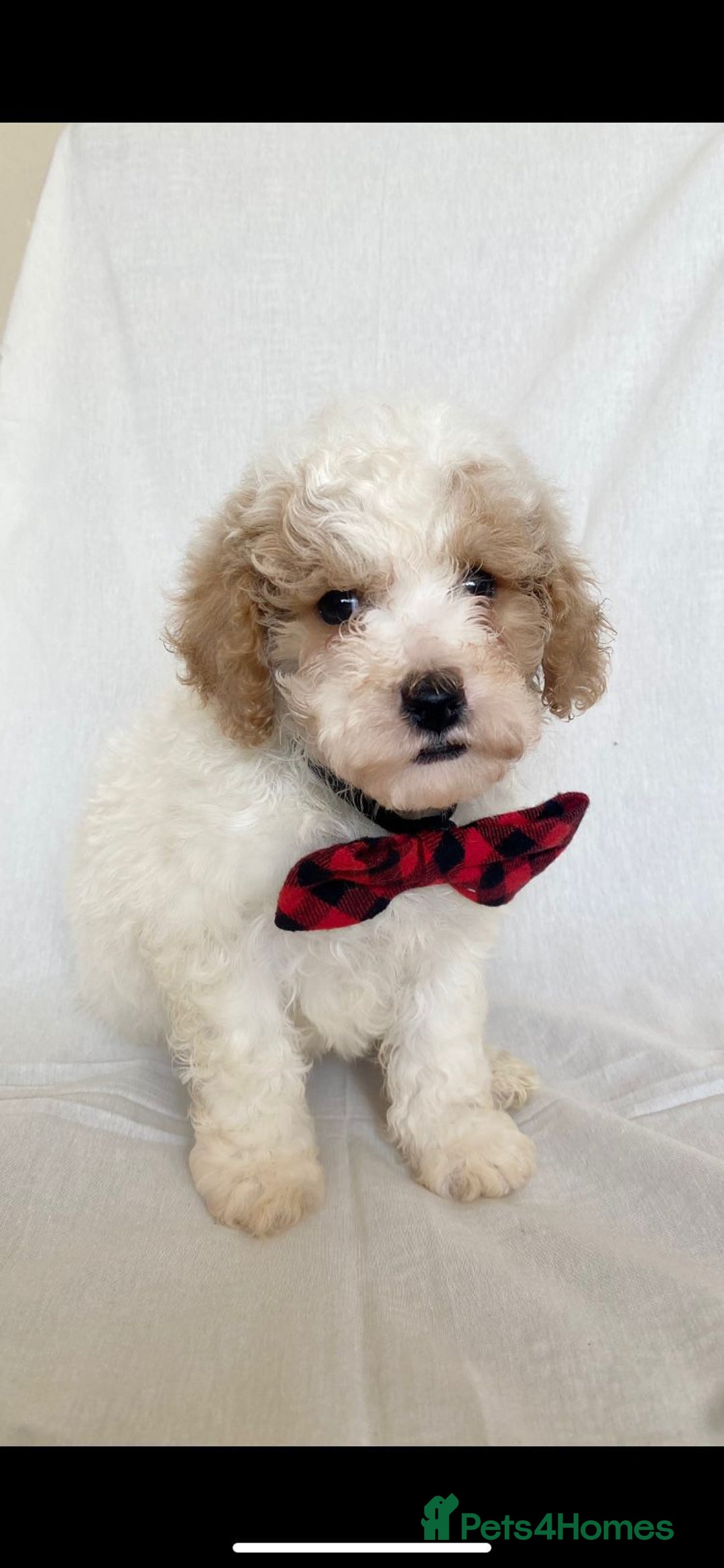 Cavapoo dogs for sale: Beautiful Cavapoo’s - Image 11