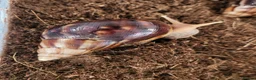 Snails invertebrates for sale: 🐌 10 Beautiful Giant African Land Snails 🐌 in Plymouth - Advert 5