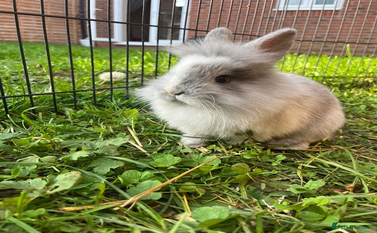 Lionhead rabbits - Advert 2