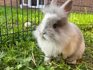 Lionhead rabbits - Advert 2