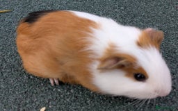 Guinea Pig rodents for sale: 3 Male Guinea Pigs  - Image 4