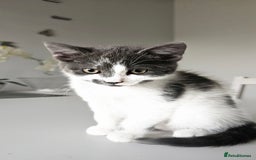 Mixed Breed cats for sale: 2 outstanding beauty girls  - Image 20