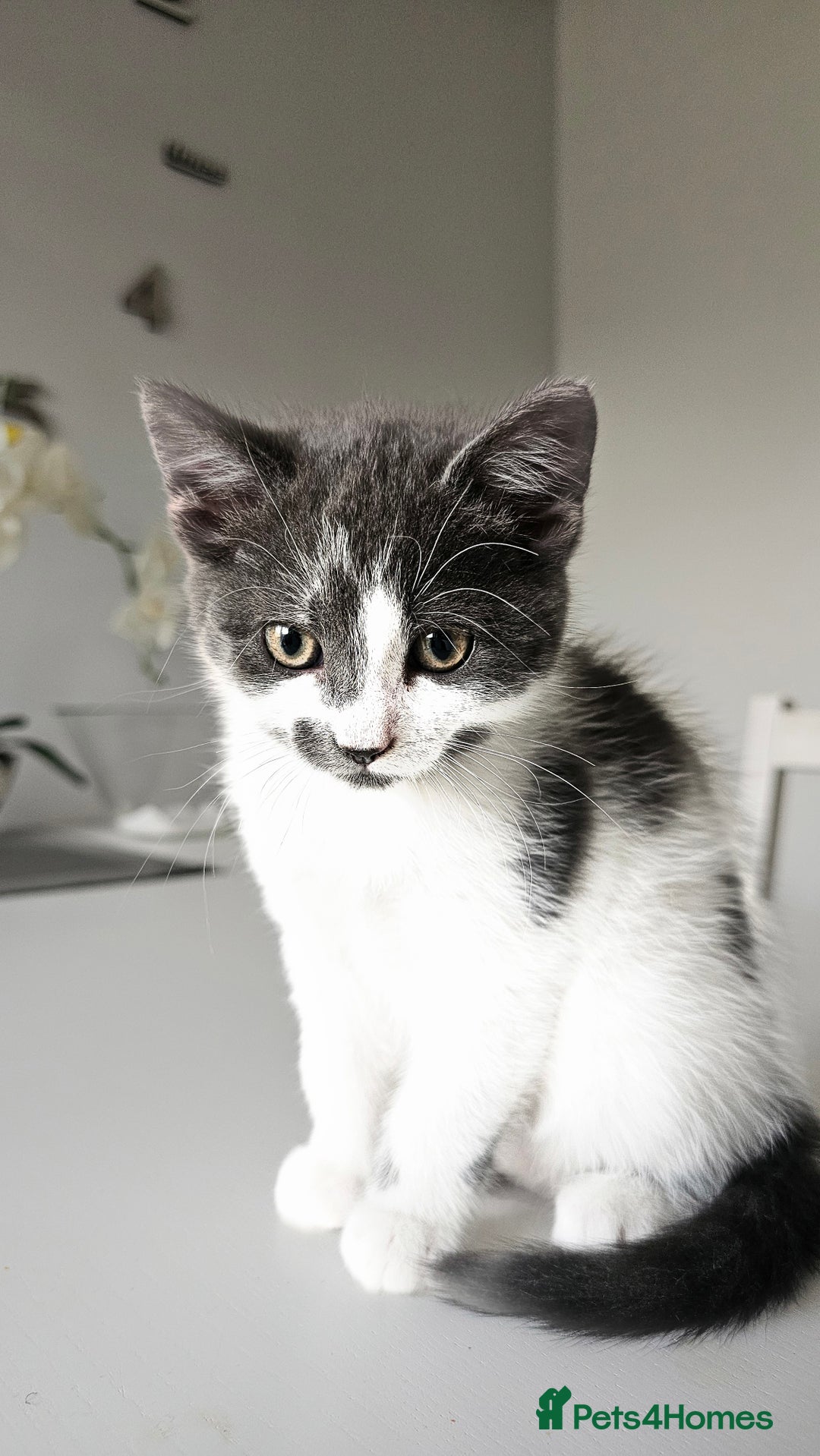 Mixed Breed cats for sale: 2 outstanding beauty girls  - Image 20