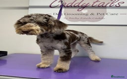 Cockapoo dogs for sale: Merle Cockapoo puppy - Image 2