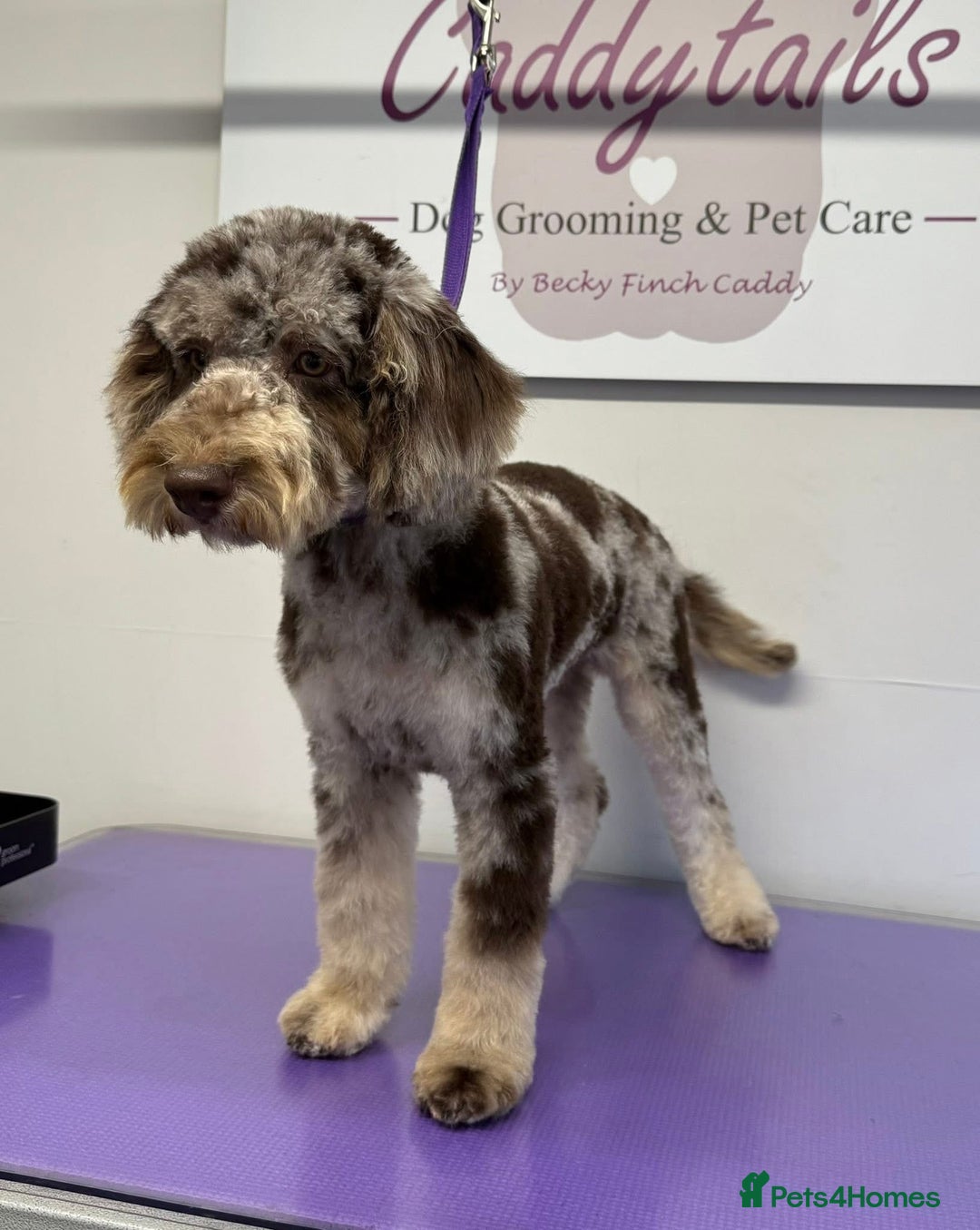 Cockapoo dogs for sale: Merle Cockapoo puppy - Image 2