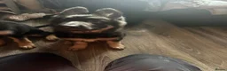 German Shepherd dogs for sale: German shepherd female  - Advert 6