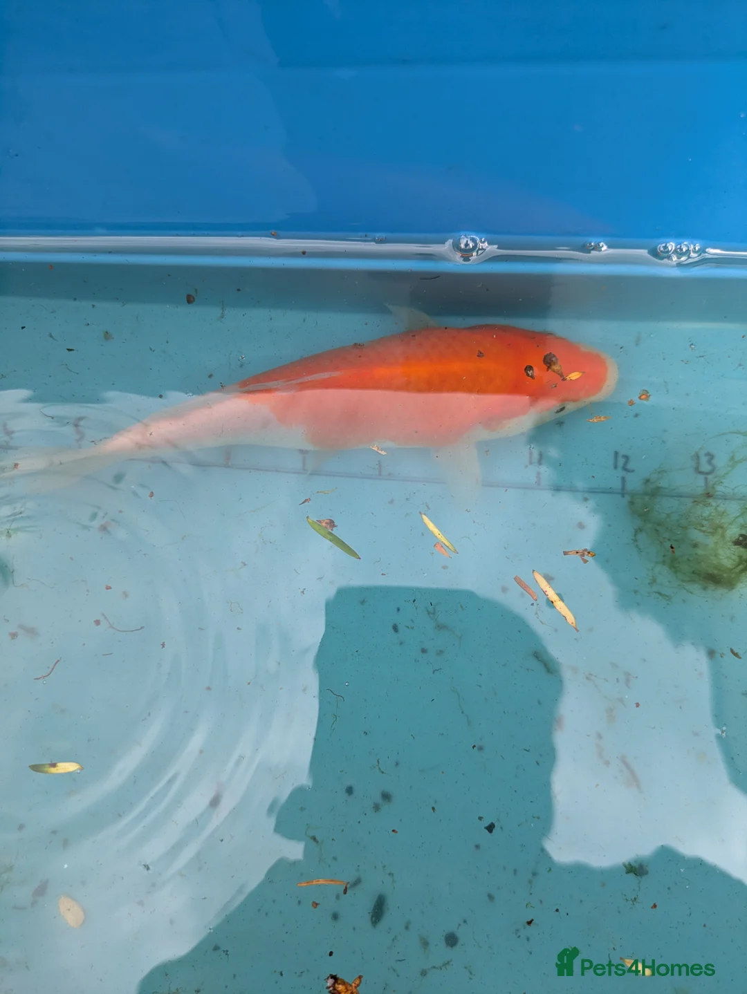 Koi Carp fish for sale: Koi carp close down pond  - Advert 2