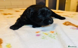 Labradoodle dogs for sale: Chunky Labradoodle Babies 🐾🐾🐾 - Image 15