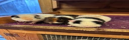 Guinea Pig rodents for sale: Teddy,Swiss and pet guinea pigs - Advert 4
