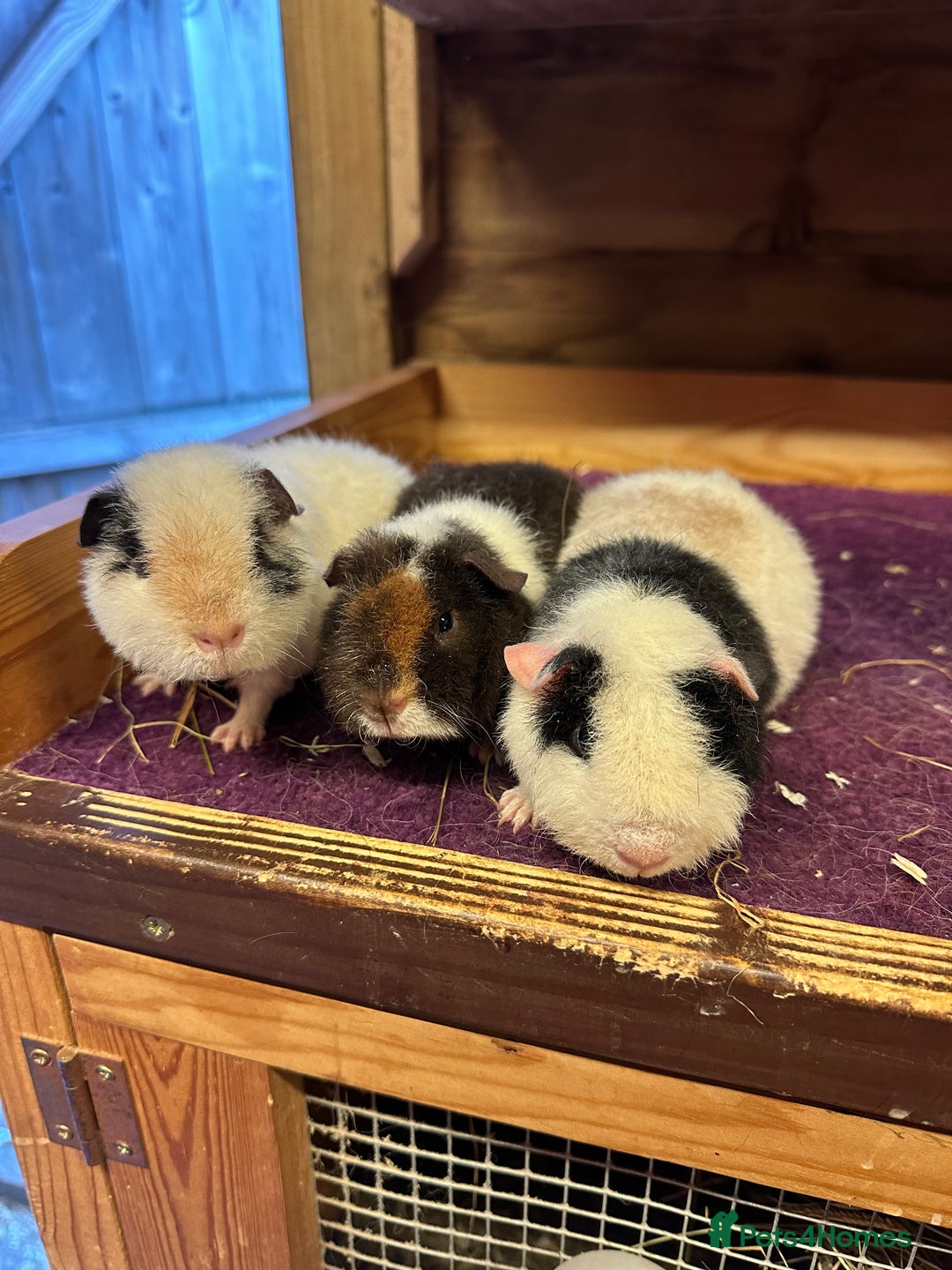 Guinea Pig rodents for sale: Teddy,Swiss and pet guinea pigs - Advert 4