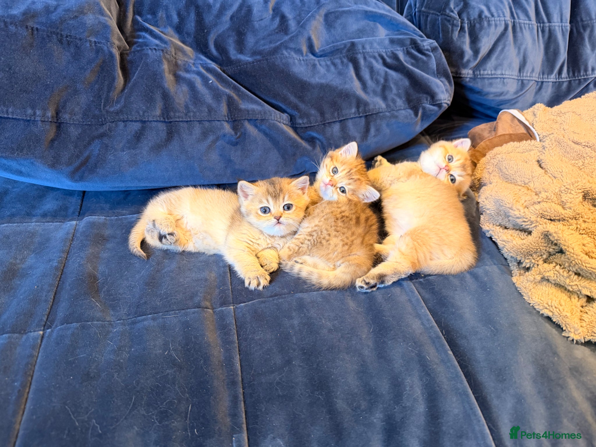 British Shorthair cats British Shorthair Golden Chinchilla Kittens - Advert 15