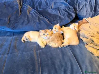 British Shorthair cats British Shorthair Golden Chinchilla Kittens - Advert 15