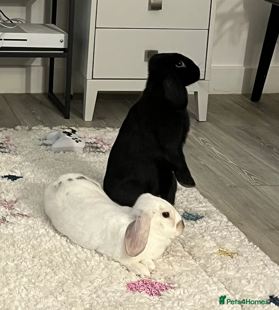 Mini Lop rabbits for sale: Lop bunnies adopted from Pets at Home.  - Advert 6