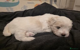 Maltese dogs for sale: Bichon Maltese - Image 7