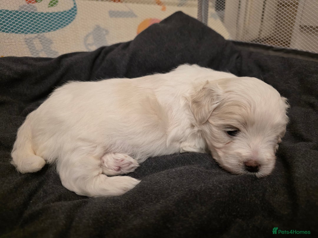 Maltese dogs for sale: Bichon Maltese - Image 7