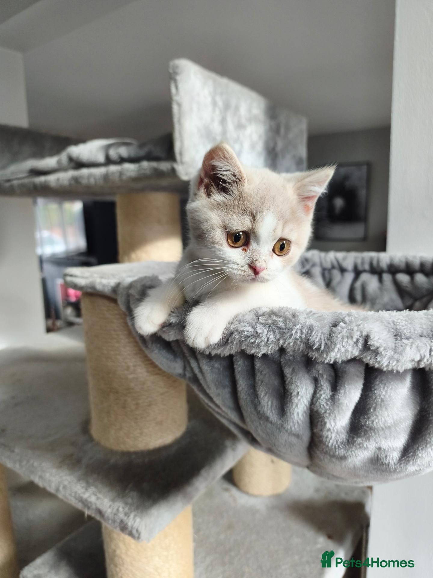British Shorthair cats British shorthair kittens - Advert 2