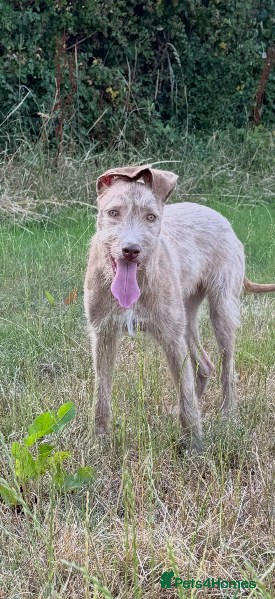Lurcher dogs for sale: Wheaton x bull greyhound  - Advert 1