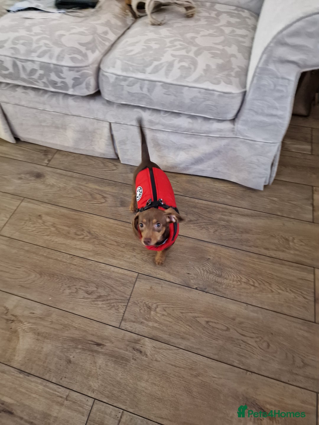 Dachshund dogs for sale: 6 month old dachshund puppy  - Advert 2