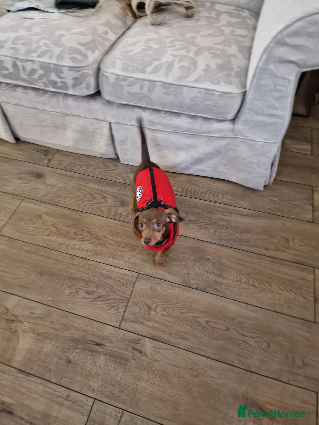 Dachshund dogs for sale: 9 month old dachshund puppy  - Advert 2