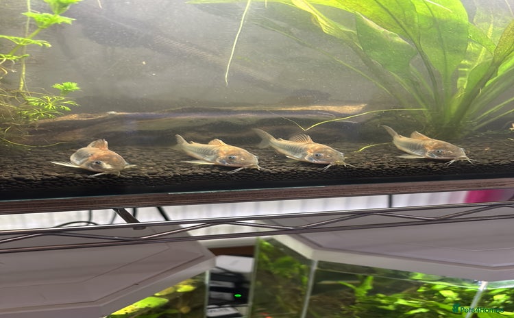 Corys fish - Advert 1